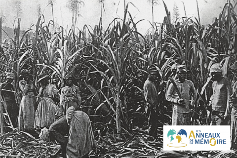 UNE HISTOIRE DES ESCLAVAGES – L&rsquo;engagisme à l&rsquo;île de la Réunion